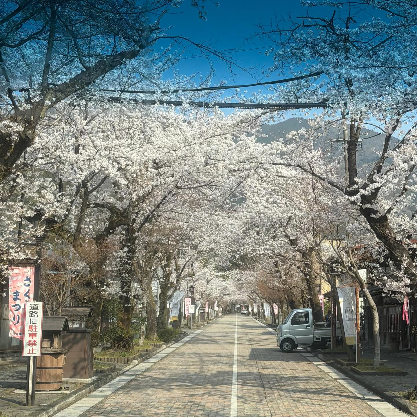谷汲参道桜が満開になっています🌸