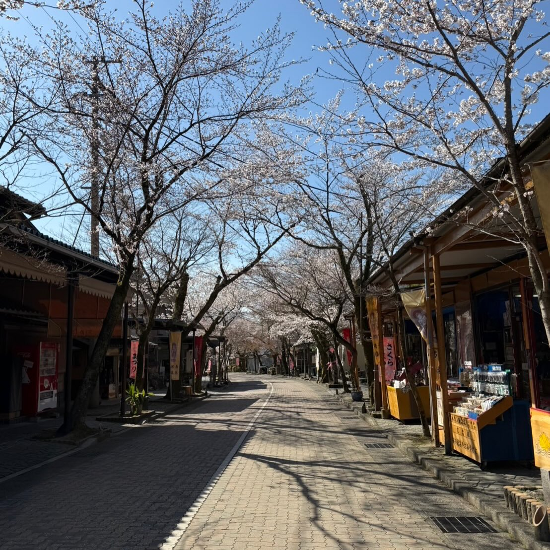 谷汲参道桜が満開になっています🌸